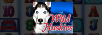 Wild Huskies