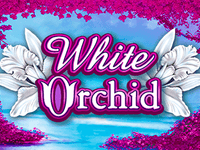 White Orchid