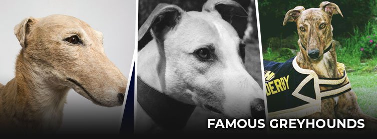 famous greyhounds