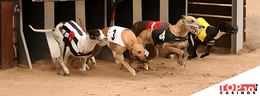 understanding greyhound racing